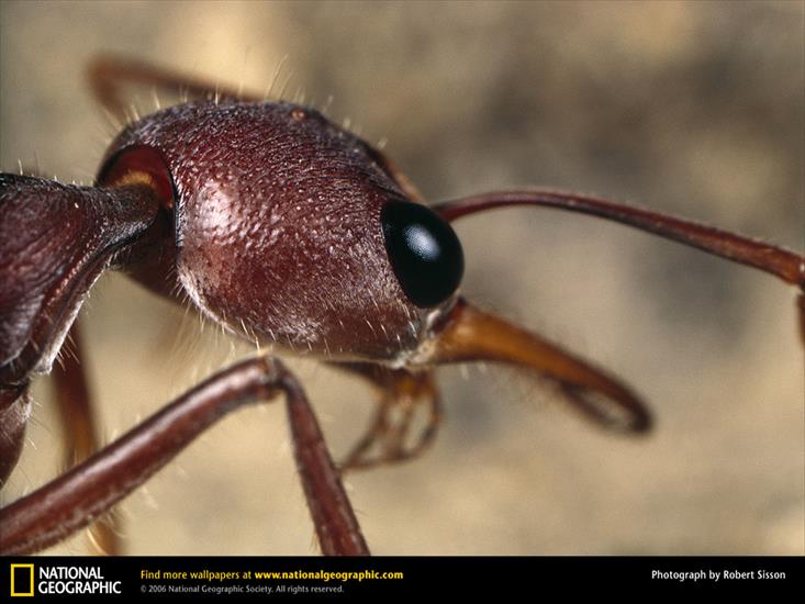NG02 - Bulldog Ant, Canberra, Australia, 1974.jpg