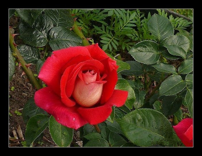 róże - P1110867.jpg