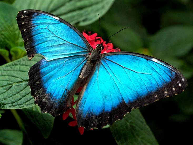 Piękne motyle - butterfly_08_m.jpg