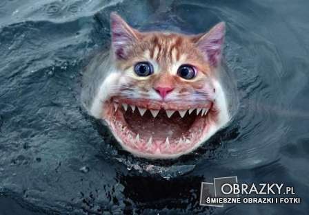Zwierzęta - kot-rekin-OBRAZKY_PL.jpg