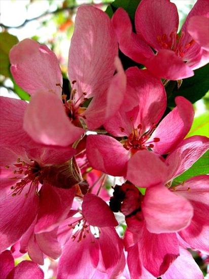 Drzewa i Krzewy kwitnące - jablonka-ozdobna.jpg