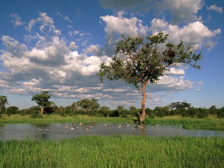 Afryka - Comb Ducks on Lake, Savute Chobe National Park, Botswana.jpg