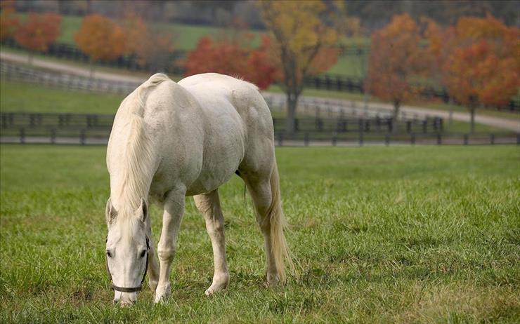 Konie - beautiful_white_horse-2560x1600.jpg