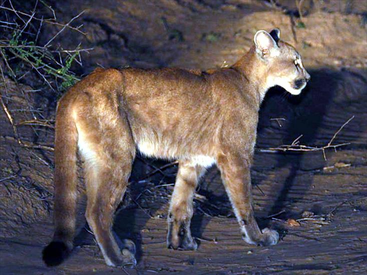 Zwierzęta - Puma concolor sjef ollers defensores oct 09 1_1600x1200.jpg