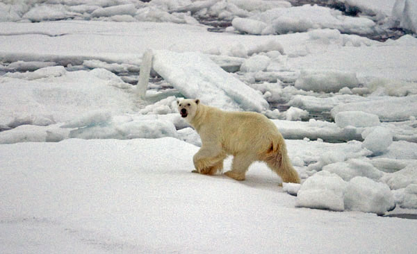 zwierzeta - Polar-Bear.jpg