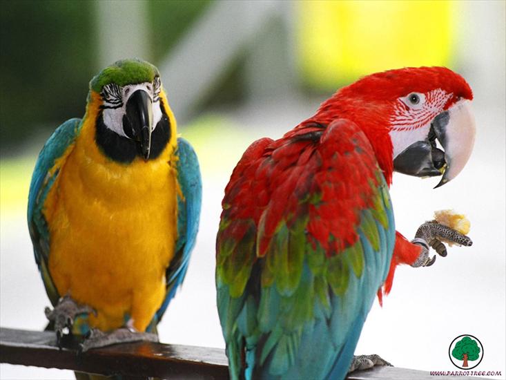 Piękne papużki - Parrots - 011.jpg