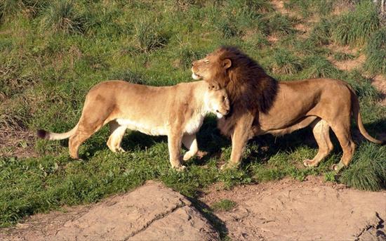 zwierzęta - Lion 40.jpg