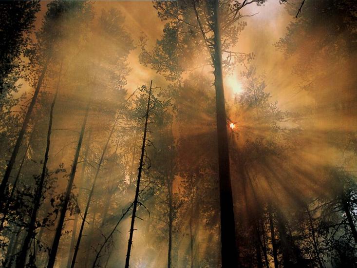 TAPETY - Forest_Fire_the_Morning_After.jpg