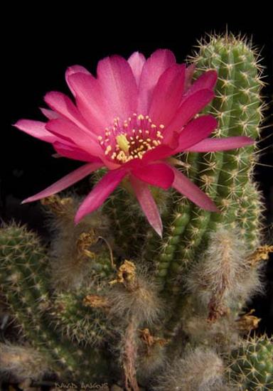 Kwitnące kaktusy - Chamaecereus.jpg