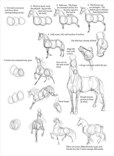 Nauka rysowania - Horse_Tutorial_by_Droemar.jpg