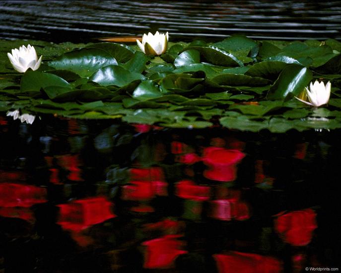 lilia wodna - Lilie wodne 7.jpg