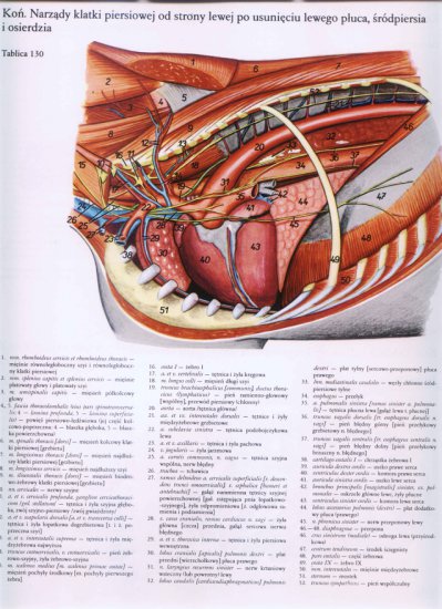 atlas anatomii-tułów - 125.jpg