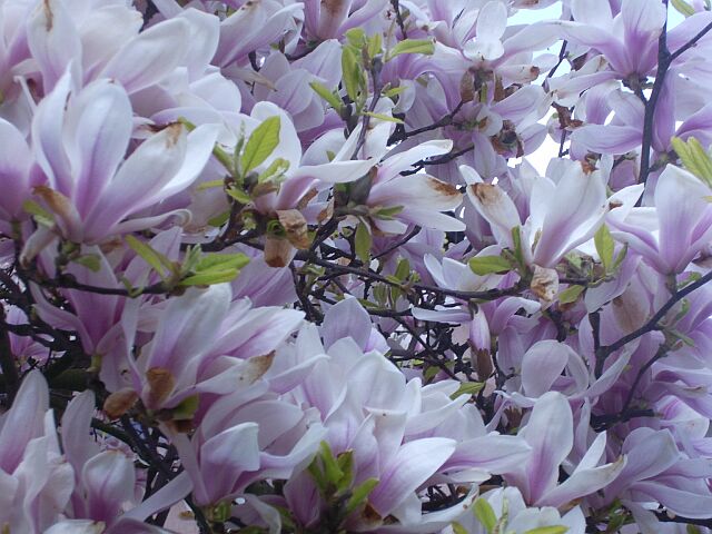 Wiosenne  krzewy - Magnolie.jpg