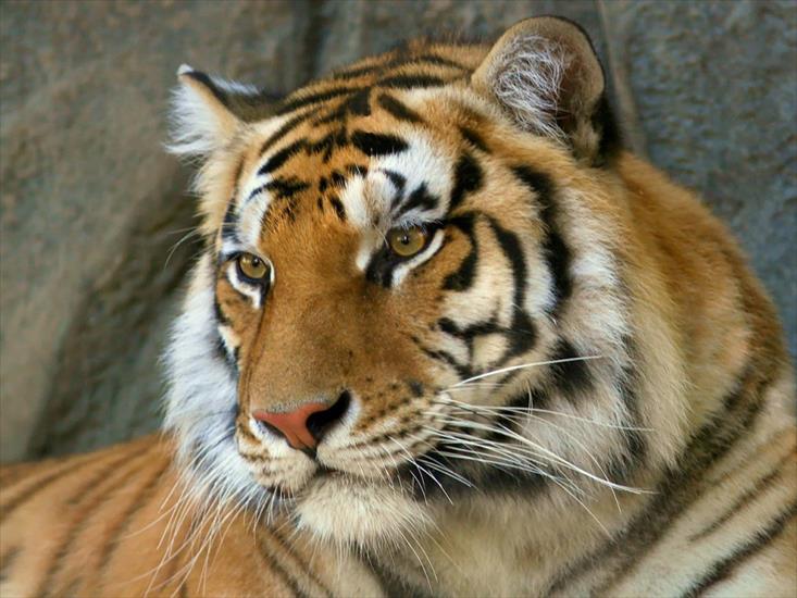 Zwierzęta - tapeta tygrys 4.jpg