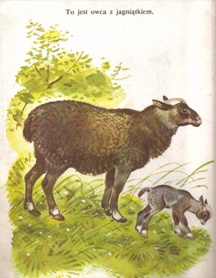 Zwierzęta i ich młode - owca.jpg