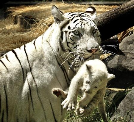 Tygrysy - Zoo w Buenos Aires.jpg