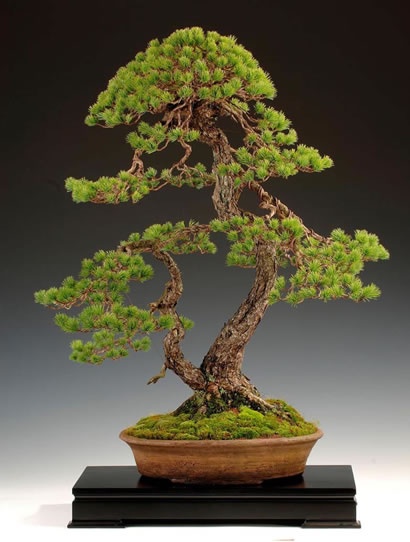   bonsai - najpiękniejsze drzewka - c37c7d00fb43c696bb38b86d89e472b9.jpg