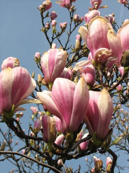 magnolie - magnolia_posrednia_603.jpg