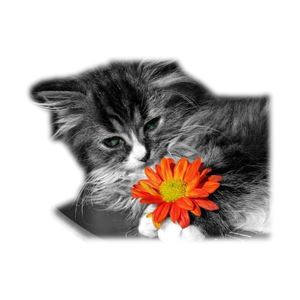 kotki i pieski - kotek z kwiatem.png