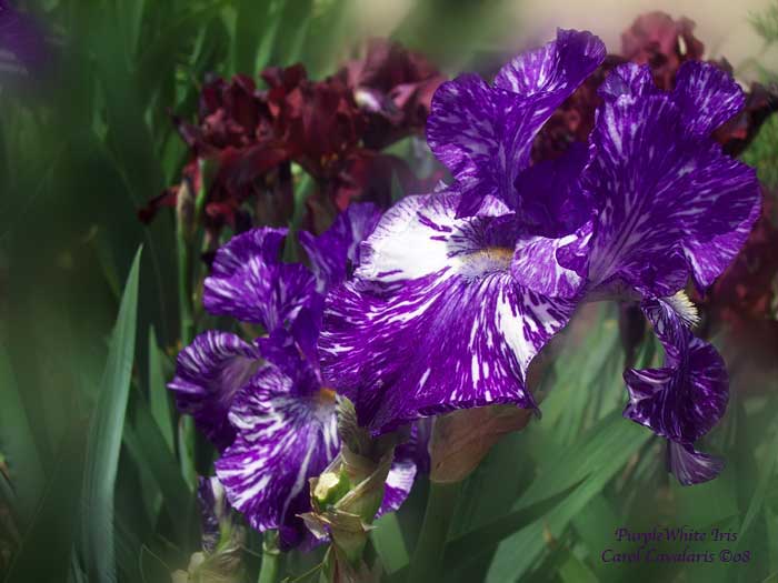 Cavalaris Carol - kwiaty - 19_PurpleWhiteIris_Pic.jpg