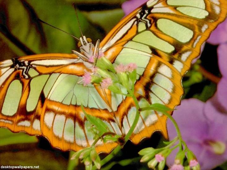 Piękne motyle - animal_a21.jpg