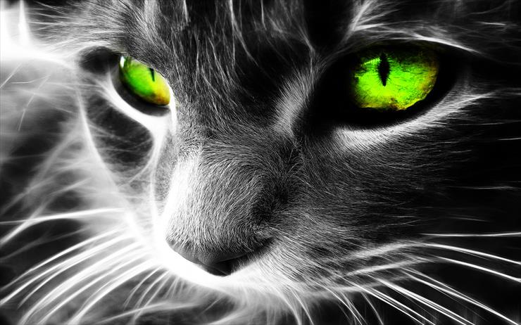 z kolorem - Green Eye Kitten.jpg