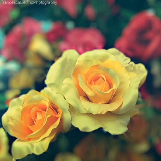 Delfino Francesca - yellow_roses_by_ladyfataphotography-d562ygn.jpg