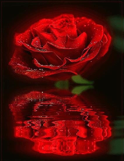 Kwiaty - wod czerwona róża1.gif