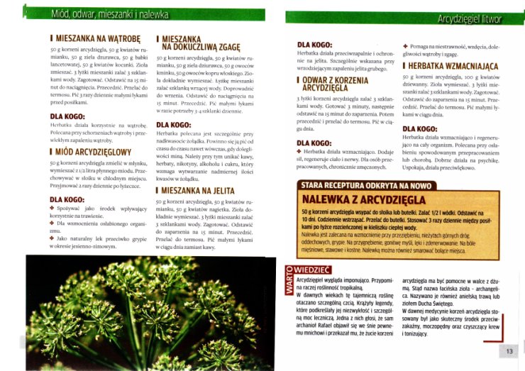 Rośliny lecznicze - Arcydzięgiel litwor_str2.jpg