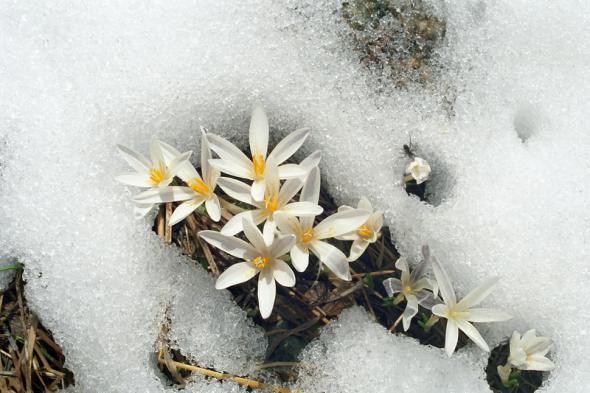  Kwiaty w Śniegu -  0966 .jpg