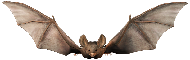 Zwierzęta - bat001.png