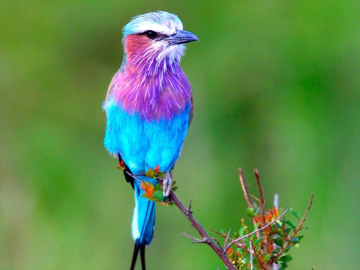 ptaki2 - Lilac Breasted Roller, Africa.jpg