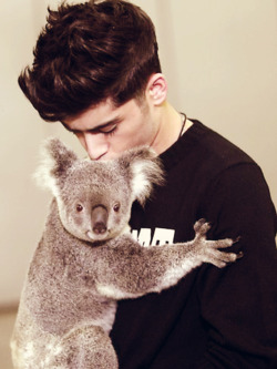 Zdjęcia - Zayn and koala.jpg
