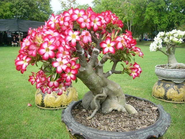 ZDJĘCIA - Drzewko bonsai.jpg