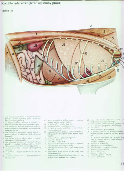 atlas anatomii-tułów - 183.jpg