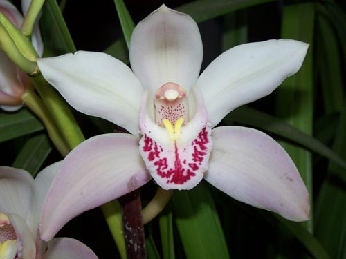 orchidea - orchidea_g.jpg