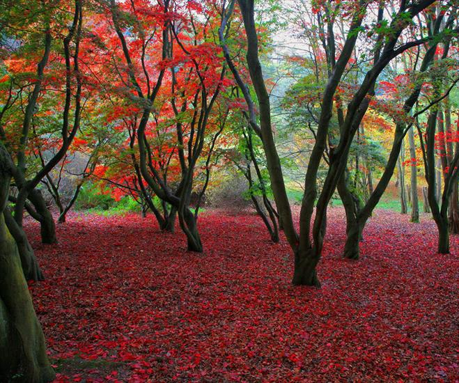 Tapety 960x800 - Autumn_Colors.jpg
