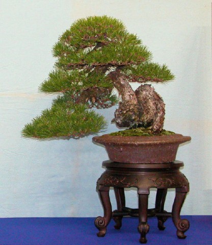 Przepiękne bonsai - mediumjvj9q547a262fd58de8.jpg