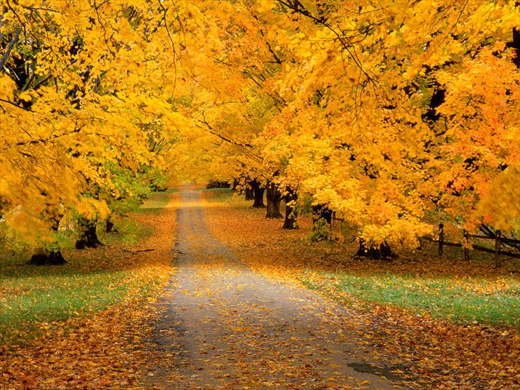 DROGA - Autumn Covered Road.jpg