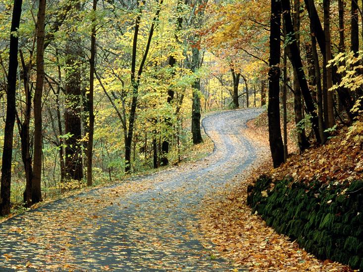 krzysiek16257 - Autumn Road, Percy Warner Park, Nashville, Tenne.jpg