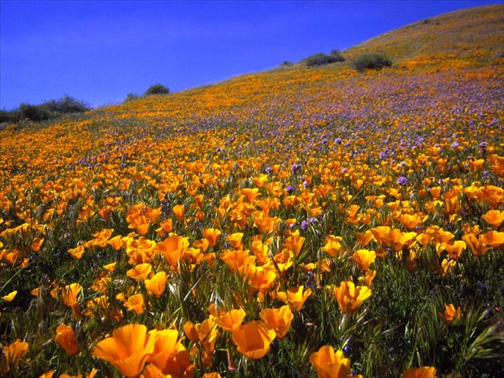 TAPETY FLORA - Antelope_Valley_Hillside_California.jpg