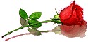 Róże1 - mediumkens4w55498c8c3067db0562491.jpg