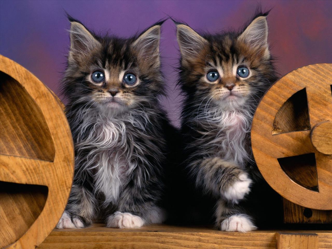 koty foty - Maine Coon Kittens.jpg