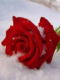 A -kwiaty w sniegu - Róża w śniegu.jpg