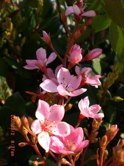 Różne - pink_flowers_by_LynxKano.jpg