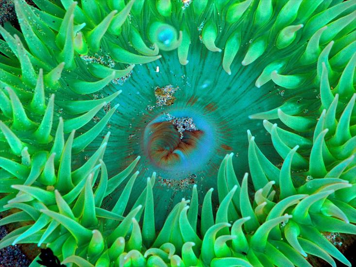 walzzz - Nature_Plants_Sea_anemone_008461_.jpg