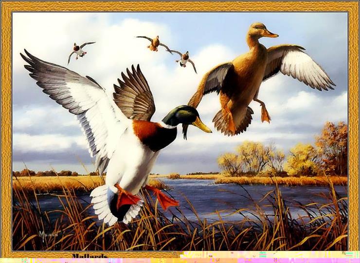 Duck Stamps - p-nyds1986.jpg