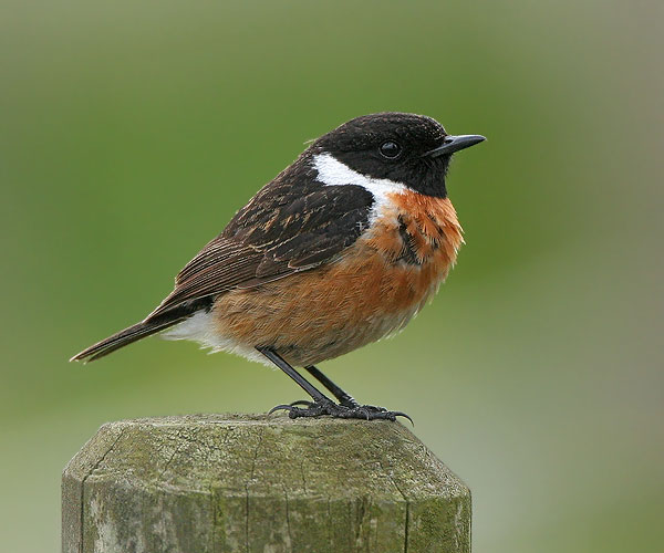 Galeria - stonechat-14.jpg