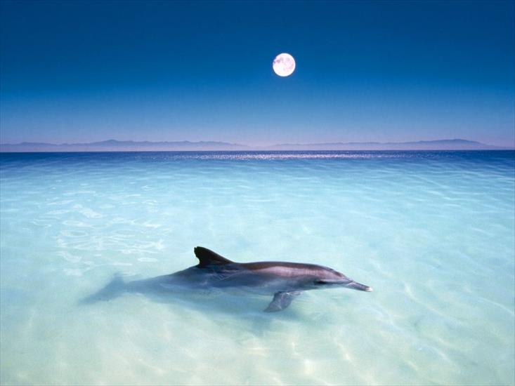 delfiny - zwierzeta7.jpg