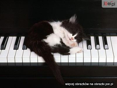 Kotki - kotek-spi-na-fortepianie.gif.jpg